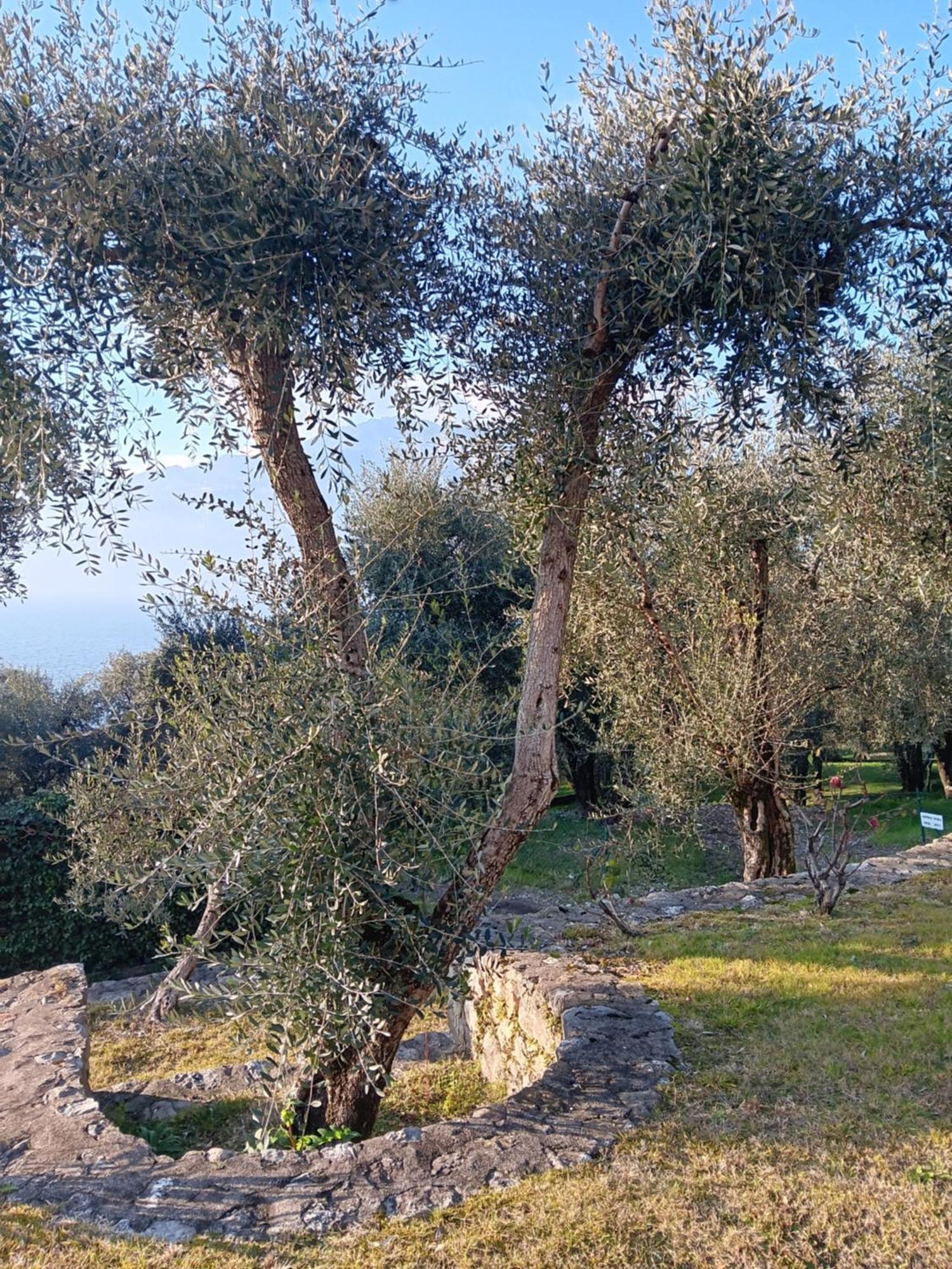 Appartamenti Albatros Brenzone sul Garda Exterior foto