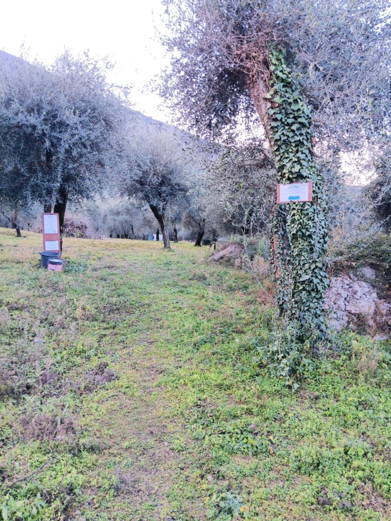 Appartamenti Albatros Brenzone sul Garda Exterior foto