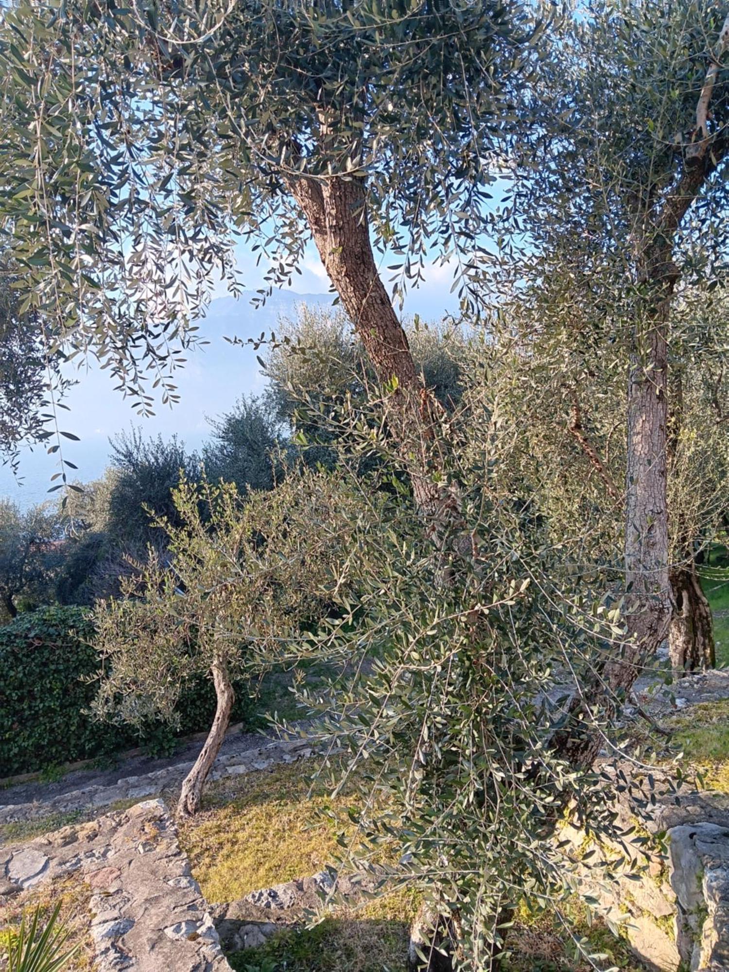 Appartamenti Albatros Brenzone sul Garda Exterior foto